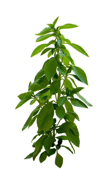 plant-2518840_1920.png
